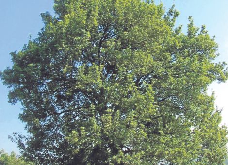 Lebenselixier für Insekten