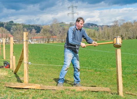 Elektrische Weidezäune – die cleveren Hütehelfer