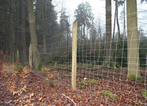 Zaun oder Einzelbaumschutz