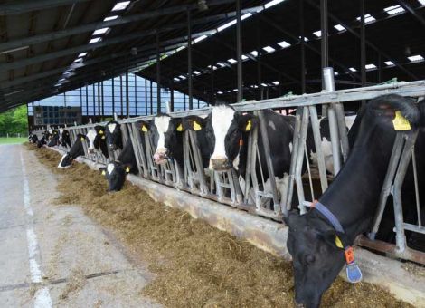 Silagebereitung aus der Sicht der Kuhfütterung betrachten