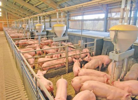 Glässer oder M. hyorhinis – das ist hier die Frage