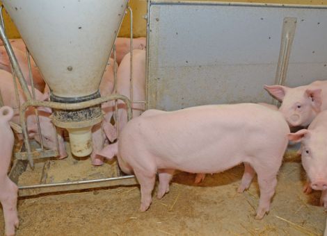 „Ringelschwanzprämie“ bleibt ein Zankapfel