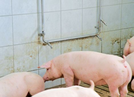 Die Wasserversorgung muss stimmen im Schweinestall