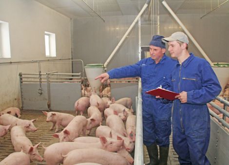 Anmeldeverfahren zur Brancheninitiative Tierwohl beginnt