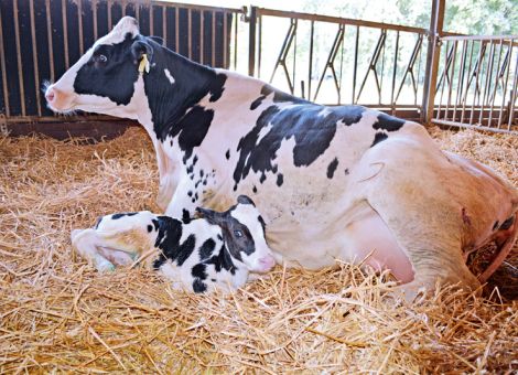Geschlecht des ersten Kalbes hat Einfluss auf Milchleistung