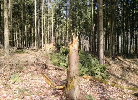 Kritik an der Neuausrichtung der Privatwaldbetreuung