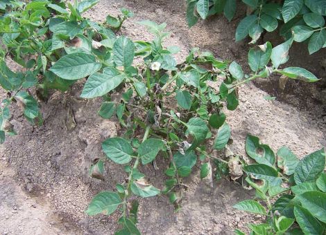 Phytophthora: Die erste Behandlung muss sitzen