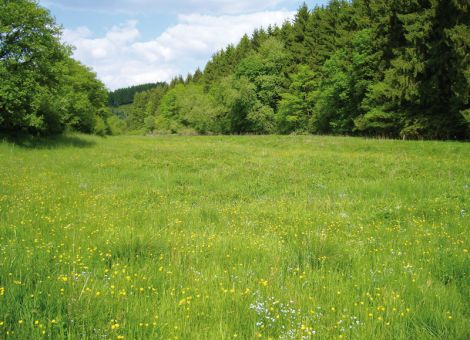 Futterflächen sind nur ein Teil des gesamten Grünlandes