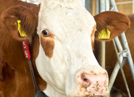 Mehr als 95 Prozent der Betriebe in Hessen BHV1-frei