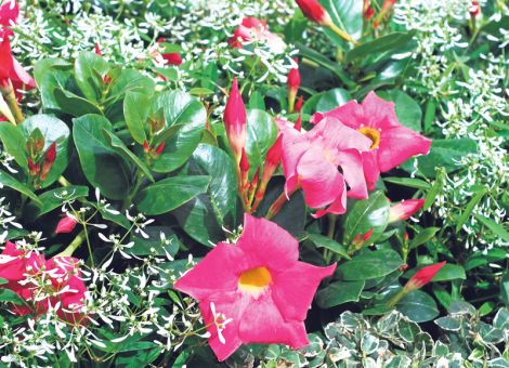 Bunt und harmonisch