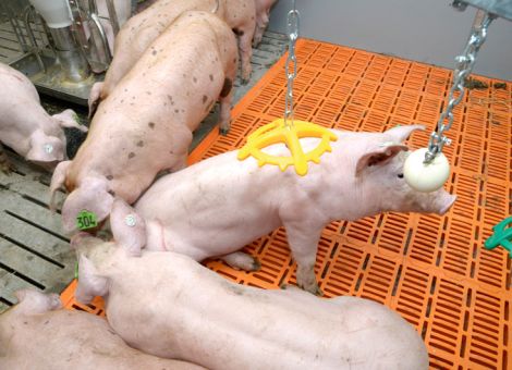 LEH zu mehr Engagement bei Initiative Tierwohl aufgefordert