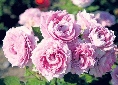 Die Rosen mit dem Siegel