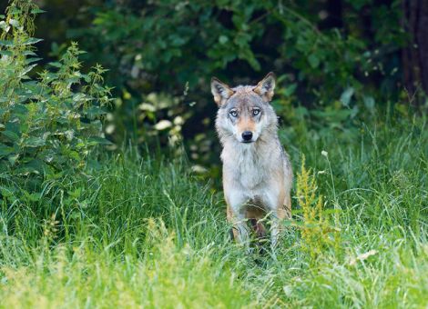 Nutztiere vor Wölfen schützen
