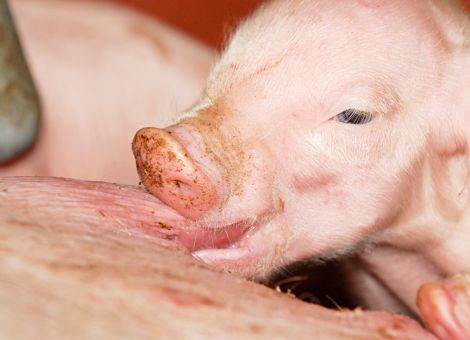 Fruchtbare Sauen brauchen gesunde Zitzen