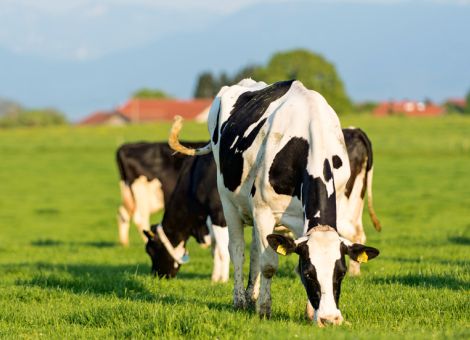 QM-Milch will nachhaltiger werden
