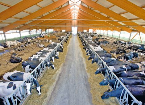 Haltung vom Kalb bis zur Kuh optimiert