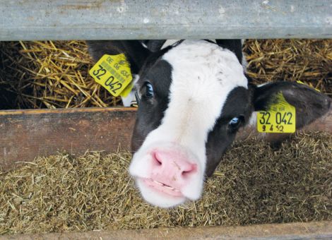 Heu-Trocken-TMR schmeckt Kälbern