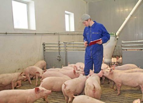 Einigung im Streit um das Kupierverbot in Niedersachsen