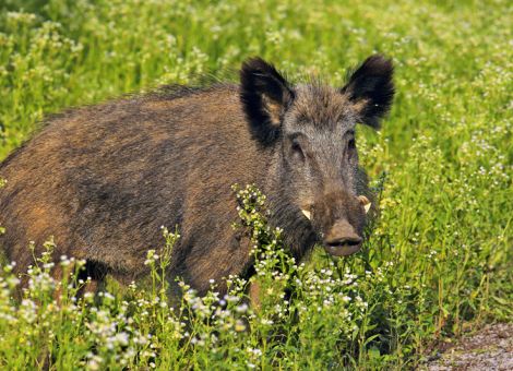Afrikanische Schweinepest ist weiterhin eine Bedrohung