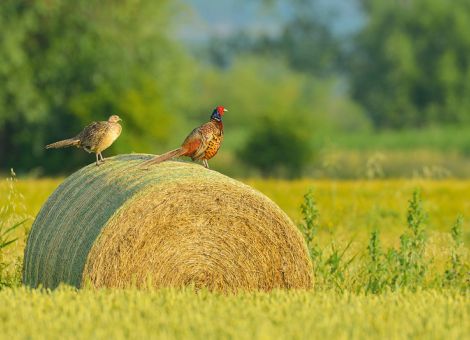 Mit Wasser und Weizen Fasanen auf die Sprünge helfen 