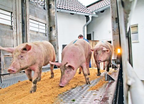 Salmonellenmonitoring läuft nicht immer rund