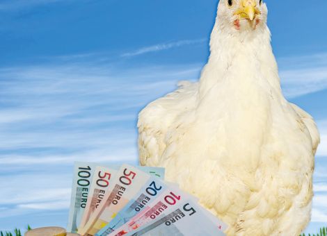 Initiative Tierwohl startet Anmeldephase für Geflügelhalter