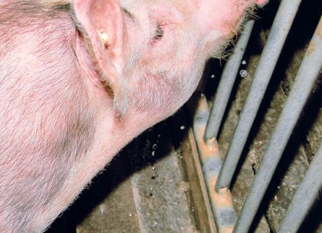 Keimen im Tränkwasser den Kampf ansagen