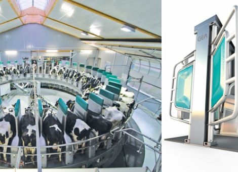 Gea stellt automatisches Melkkarussell in der Praxis vor