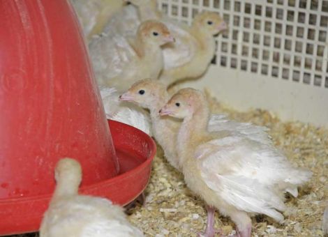 Geflügelwirtschaft wird aufs Schnabelkürzen verzichten