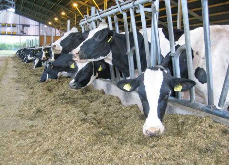 Maissilage: Rationsanteil beeinflusst Häcksellänge