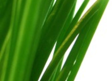 Hörbacher Fresssoß