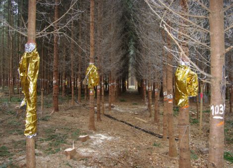 Helfen Durchforstungen bei Trockenheit?
