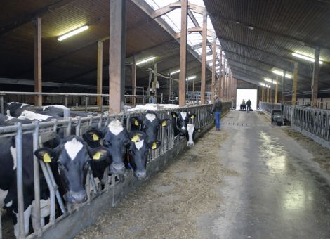 Phosphatquote soll Milchproduktion deckeln