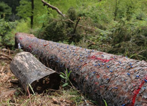Rheinland-Pfalz: Borkenkäfer aktiv im Wald