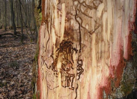 Hessen: Borkenkäfer und Mäuse aktiv im Wald