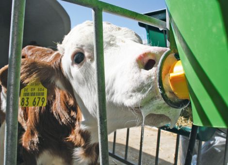 BHV1-Verordnung – was müssen Tierhalter beachten?