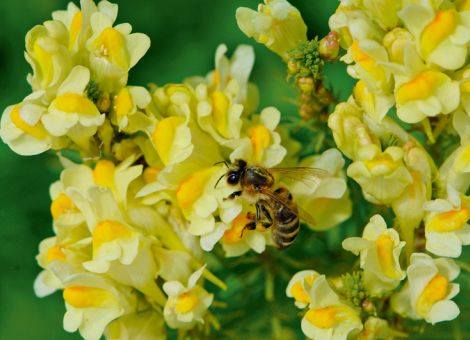 Winterbienen brauchen herbstliche Blütentracht