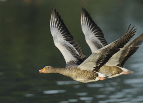 Neue Regelungen für die Jagd in Hessen geplant