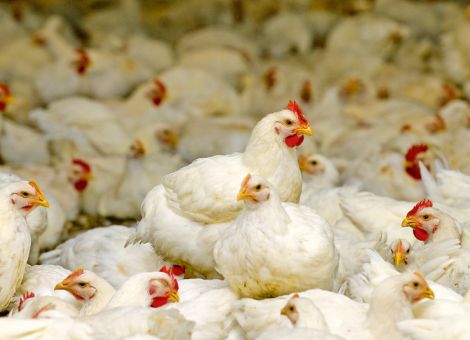 Deutsche Fleischproduktion auf Rekordniveau