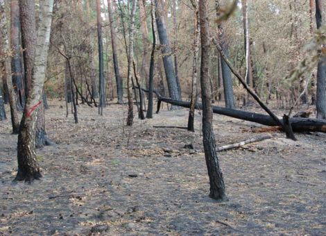Trockenheit gefährdet auch heimische Wälder