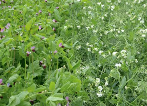 DBV sieht erfolgreiche Umsetzung des Greening