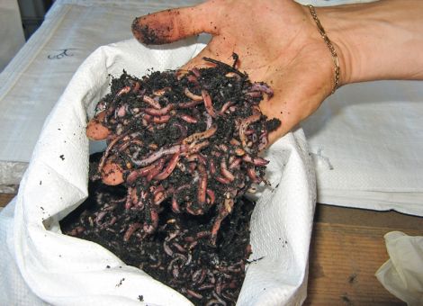 Tierzucht in feuchter Erde