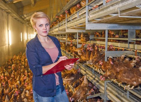 Mehr als die Hälfte der Legehennen werden in der EU im Käfig gehalten