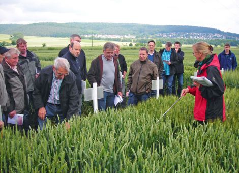 Gute Weizen-Erträge trotz Trockenheit