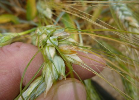 Durum: Produktionsnische in sommertrockenen Gebieten