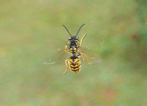 Die „Wölfe“ unter den staatenbildenden Insekten