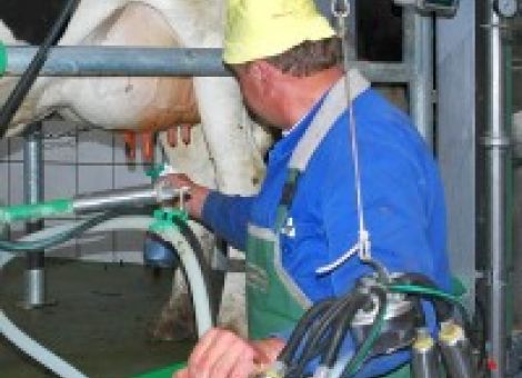 Korrektur Milchpreise im Juni - Schwälbchen