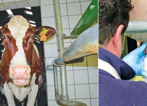 Kühe mit oder ohne Antibiotika trockenstellen?