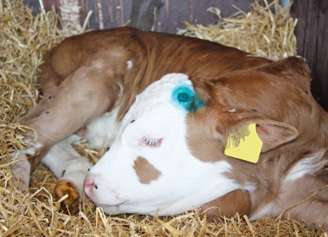 Kälber schonend enthornen