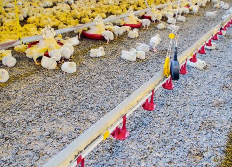 Gesündere Fußballen durch Pflanzenkohle in der Einstreu?